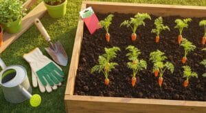 carrots thriving in raised beds