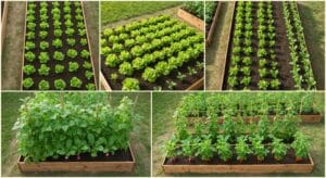 succession planting and intercropping guide
